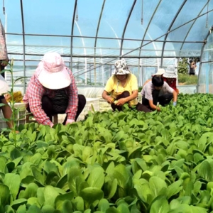 河南郏县：调整、优化农业种植结构 做大做强特色产业