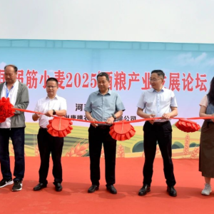 中国弱筋小麦2025酒粮产业发展论坛在驻马店市新蔡县举行