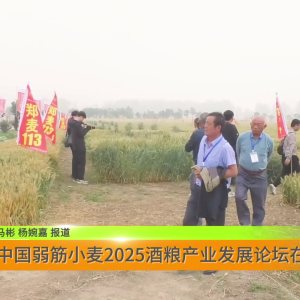 中国弱筋小麦2025酒粮产业发展论坛在新蔡举行