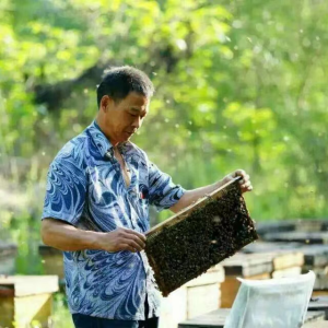 河南洛阳：白王纯生蜂蜜----酝酿营养丰富的蜂蜜