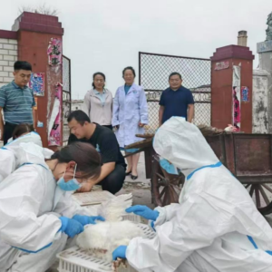省动物疫病预防控制中心到淇县开展春季动物防疫监测采样工作