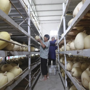 驻马店市正阳县：特色种植助农增收