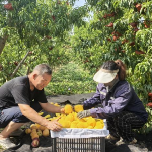 孟州市槐树乡：党建引领促产业 黄桃飘香迎客来