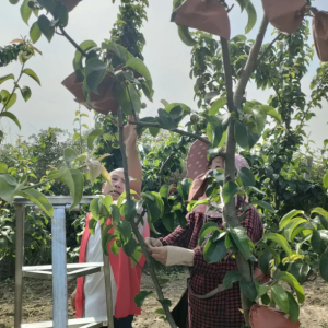 驻马店市正阳县：林下种养创佳绩 多元销售助振兴