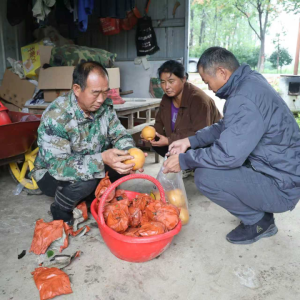 驻马店市正阳县：新鲜蔗梨齐登场 口碑品质引客来