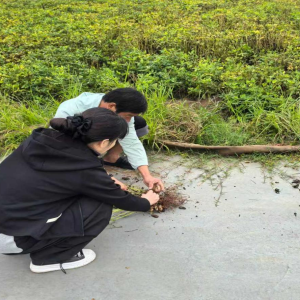 孟州市“抢”字当头积极应对阴雨天气打好“秋收仗”