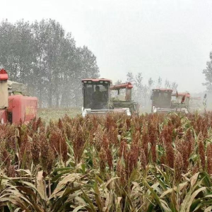 驻马店市新蔡练村镇：高粱丰收“金满仓”机械化护航“秋收战”