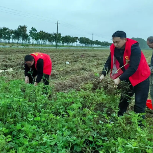 驻马店市正阳县清源街道：红马甲田间抢收解民忧暖人心