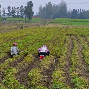 驻马店市正阳县雷寨镇：趁天抢时 抢收花生