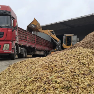 驻马店市正阳县全力以赴抢农时、保秋收