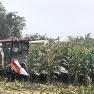 孟州槐树乡：抢时攻坚保秋收 衔接有序备冬种