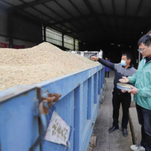 驻马店市正阳县：昼夜抢烘 保粮减损