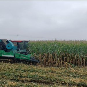 孟州城伯镇全力抢收抢烘守护群众“粮袋子”