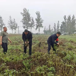驻马店市新蔡县佛阁寺镇打响秋收“保卫战”