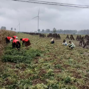 驻马店市新蔡县李桥回族镇：干部群众齐心协力抢收秋粮