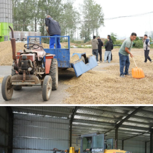 驻马店市正阳县：抢收抢烘齐发力，干群同心保秋粮