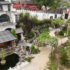 孟州槐树：生态画卷展新颜 文旅华章作引线