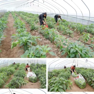 驻马店市正阳县新丰村：大棚采摘促增收