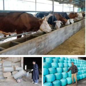 驻马店市正阳县徐庄村：秸秆变“金料”养殖增效益