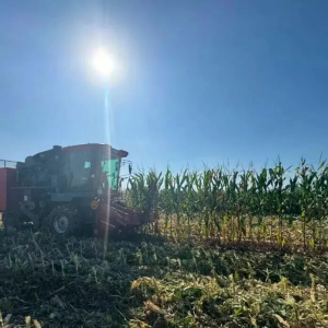 孟州谷旦镇：抢抓晴好窗口期 多维发力织密秋粮收储保障网