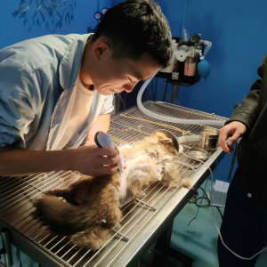 驻马店市新蔡县自然资源局牵头联动 国家二级保护动物貉重获新生