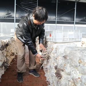 驻马店市正阳县小蘑菇撑起乡村振兴“致富伞”