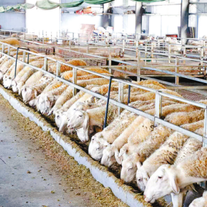 河南正阳：串起绿色“生态链”绘出多元“共富图”