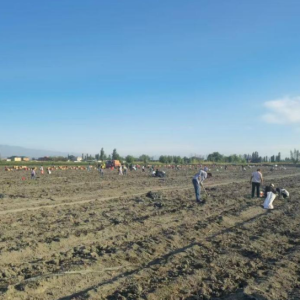 孟州槐树：特色产业铺富路 乡村振兴奏强音