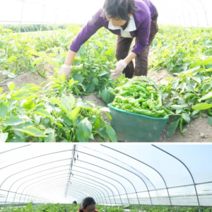 驻马店市正阳县新丰村：大棚辣椒迎丰收 采摘忙奏致富曲