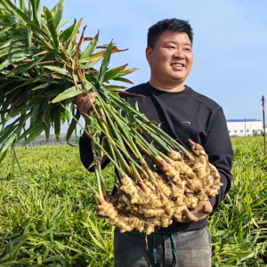 驻马店市正阳县：黄土地种出“金疙瘩”