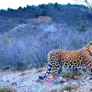 焦作生态环境：博爱县生态保护成效显著 太行山脉闪现华北豹踪迹