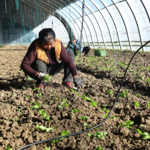 驻马店市正阳县大棚育苗忙 增收“钱”景旺