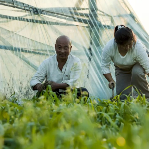 驻马店市正阳县：扎根乡土 蹚出特色种植致富路