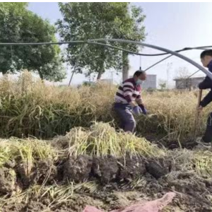 驻马店市新蔡县栎城镇：一片姜田“蹚”出乡村振兴致富路