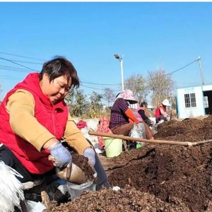 驻马店市正阳县：菌菇撑起“致富伞”乡村绽放“幸福花”