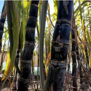 驻马店市正阳县：“蔗”里丰收“甜”到心坎