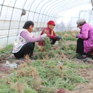 驻马店市正阳县新丰村：“太阳花”开出致富路