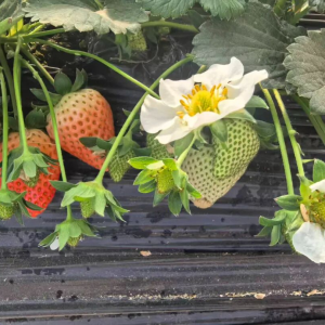 驻马店市正阳县“甜蜜经济”为乡村赋能添彩