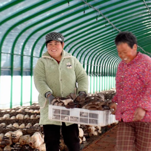 驻马店市新蔡黄楼镇：一朵小菌菇 富了石家湖