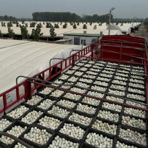 驻马店市正阳县：一枚咸鸭蛋的“链”式崛起