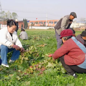 驻马店市新蔡县练村：直播田埂间 万斤萝卜“云端”俏销