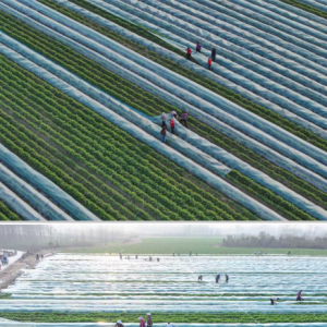 驻马店市正阳县：十门村胡萝卜覆膜御寒 订单农业稳增收