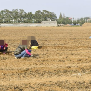 驻马店市新蔡县关津司法所成功调解一起“花生地”经济纠纷