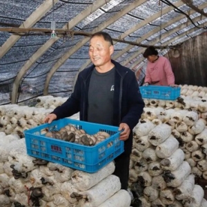 驻马店市正阳县：菌菇“撑开”致富伞 劳模引领乡村振兴新图景