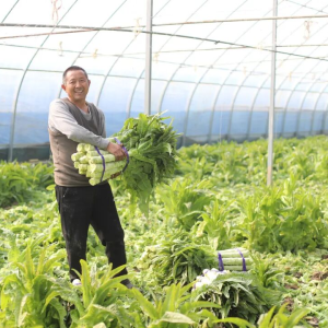 驻马店市正阳县：冬日大棚绿意浓 莴笋丰收采收忙