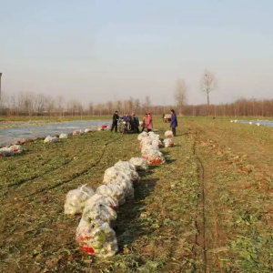 沙土地里结出“致富果”：正阳县大林镇特色种植铺就富民路