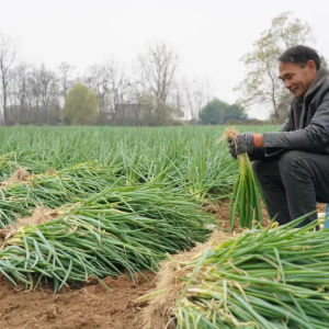 “土特产”生金 产业链成群 驻马店市正阳县以特色产业铺就乡村振兴路