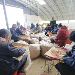 驻马店市正阳县：冬闲时节人不闲 选良种 盼丰年