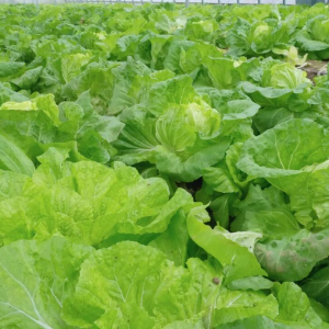 驻马店市正阳县：特色种植绘就“绿色引擎”产销两旺助力乡村振兴