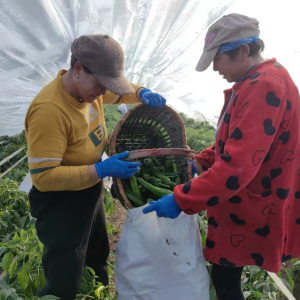 驻马店市正阳县王勿桥乡：椒满枝头绿生金 大棚里头增收忙